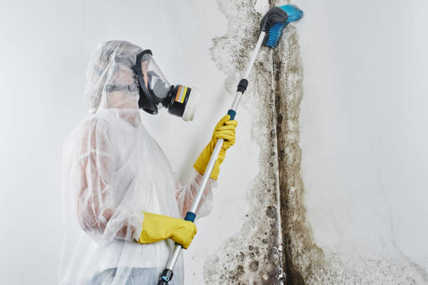 Best Mold Damage Restoration  in Chaska, MN